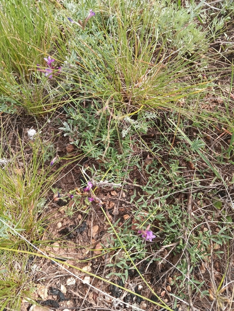 Astragalus temirensis photo 3
