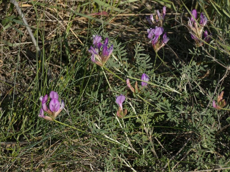 Astragalus temirensis photo 4