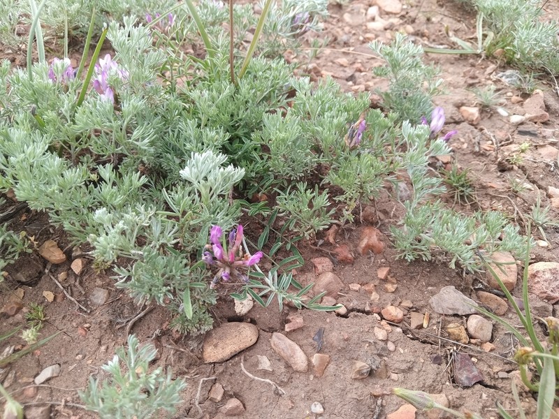 Astragalus temirensis photo 5