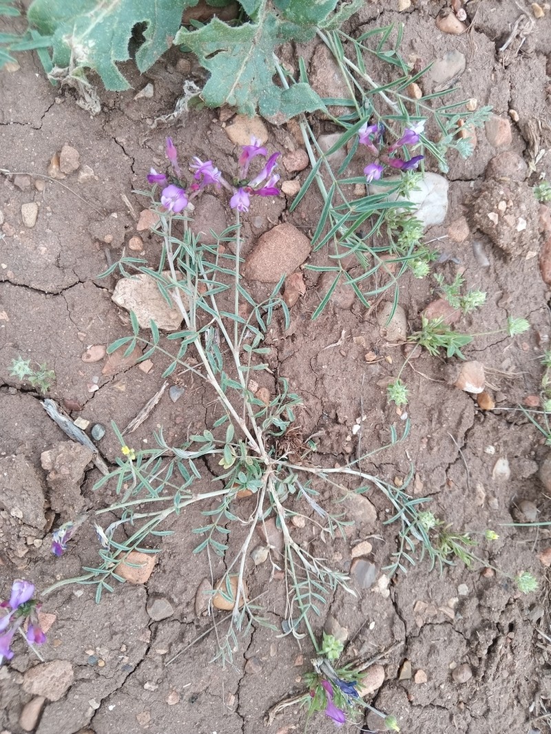 Astragalus temirensis photo 6