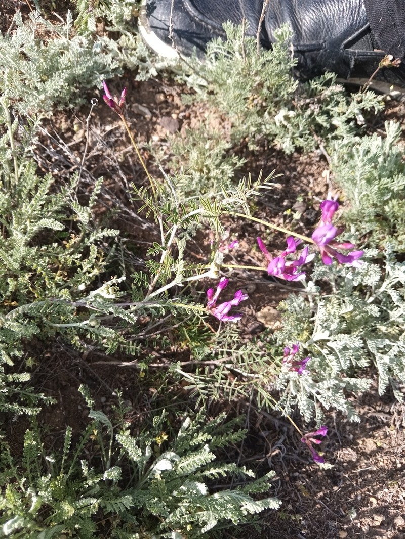 Astragalus temirensis photo 7