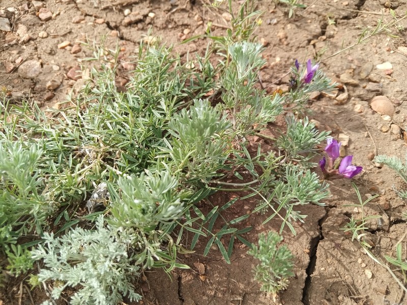Astragalus temirensis photo 8