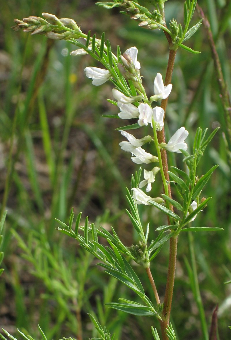 Looseflower Milkvetch