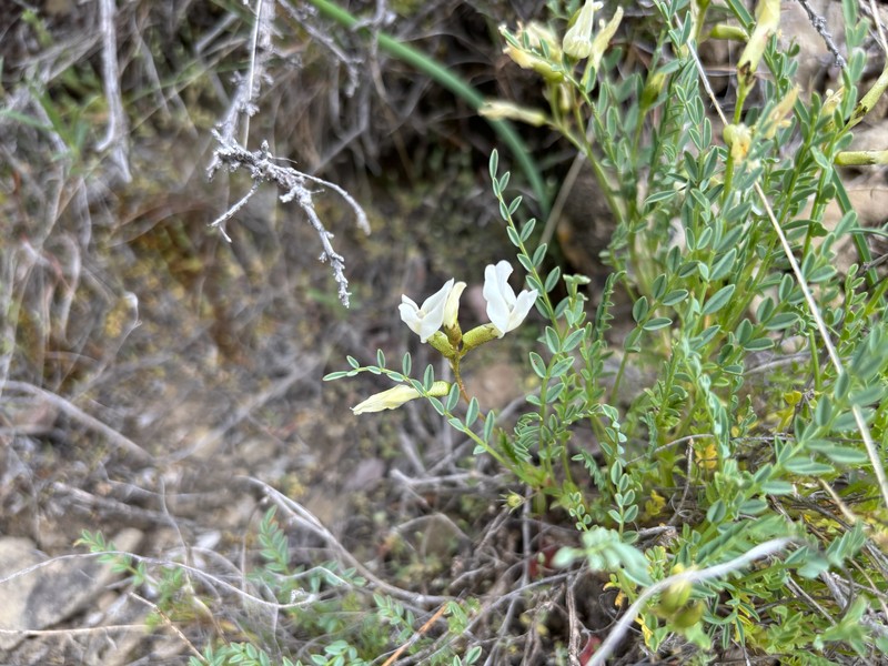 Looseflower Milkvetch