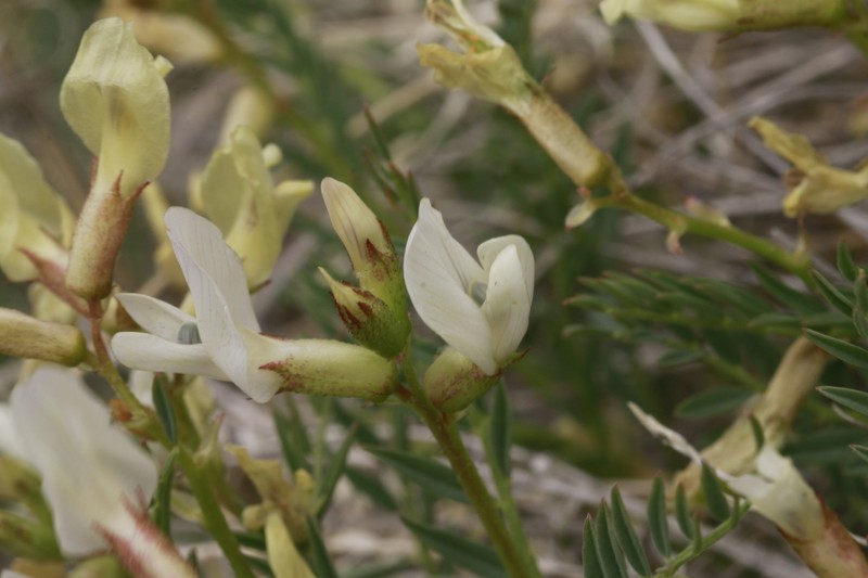 Looseflower Milkvetch photo 2