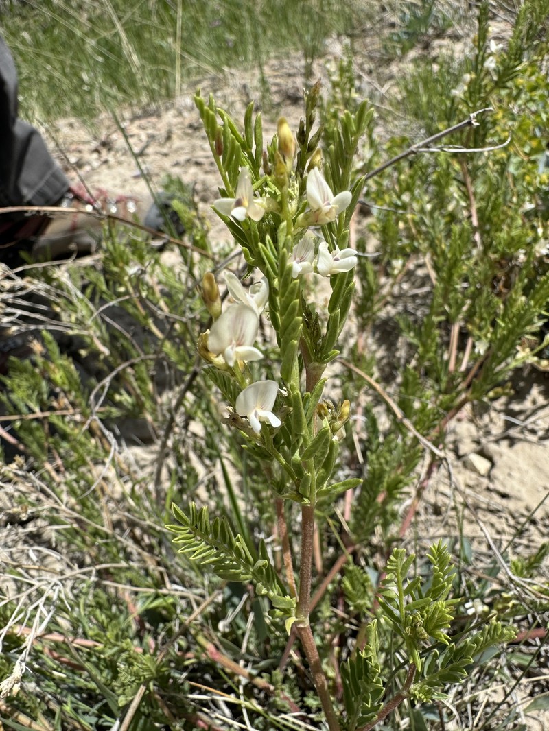 Looseflower Milkvetch photo 3