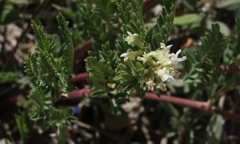 Looseflower Milkvetch photo 4