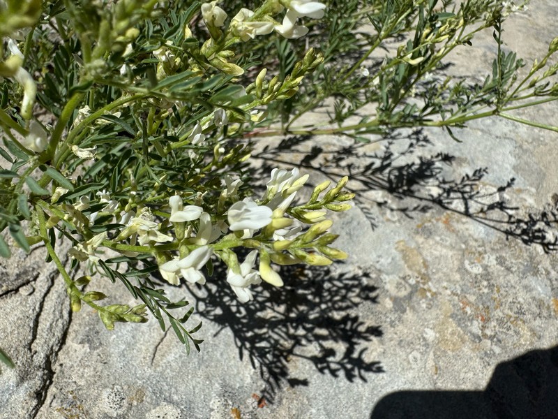 Looseflower Milkvetch photo 5
