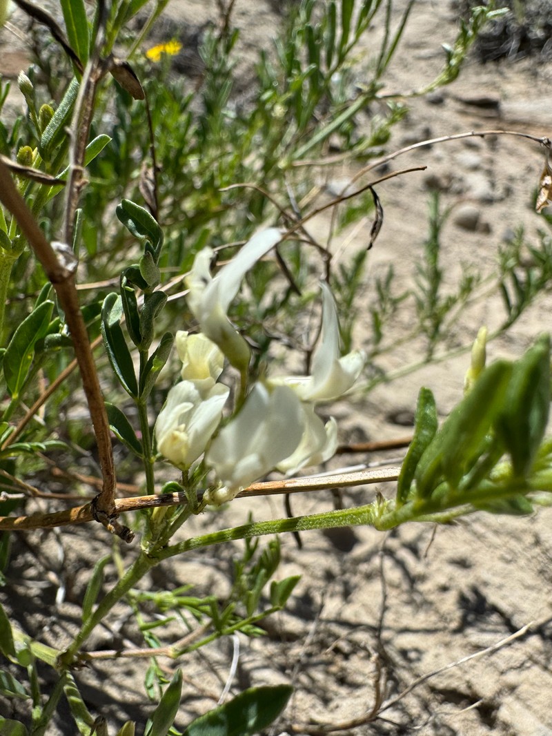 Looseflower Milkvetch photo 6