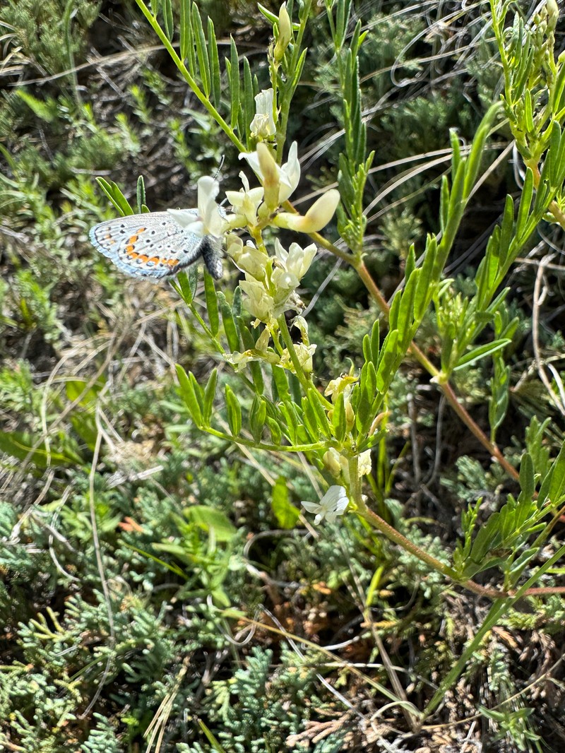 Looseflower Milkvetch photo 7