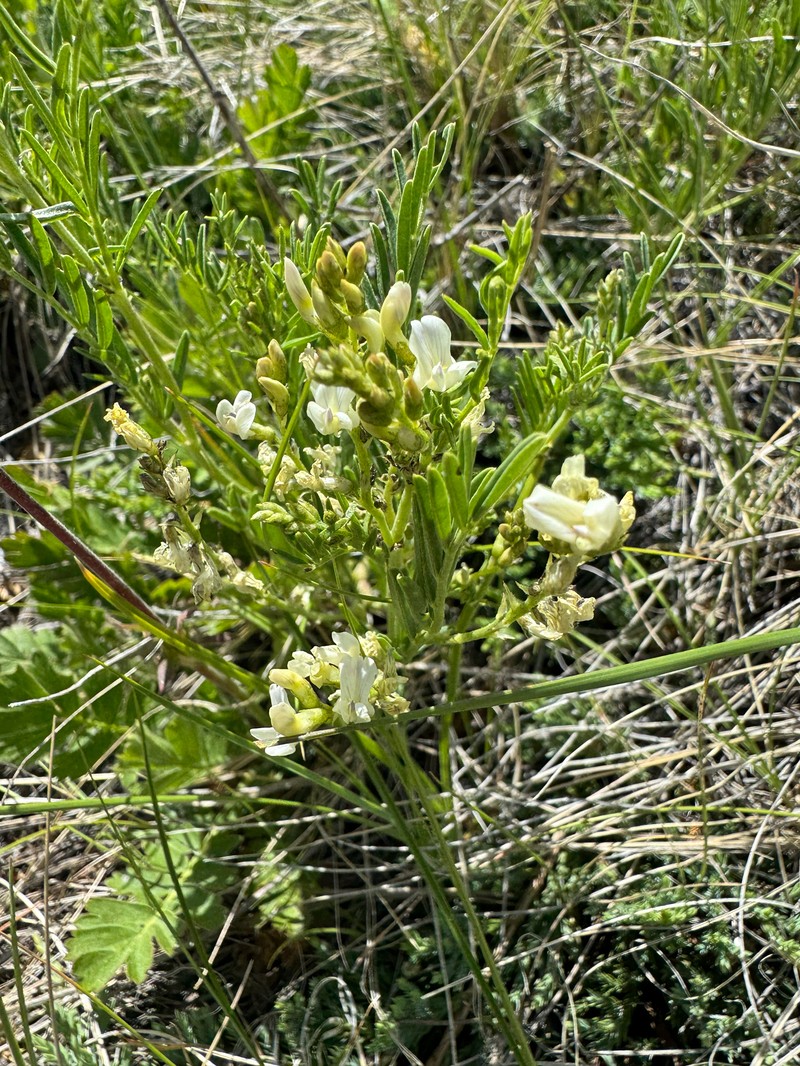 Looseflower Milkvetch photo 8