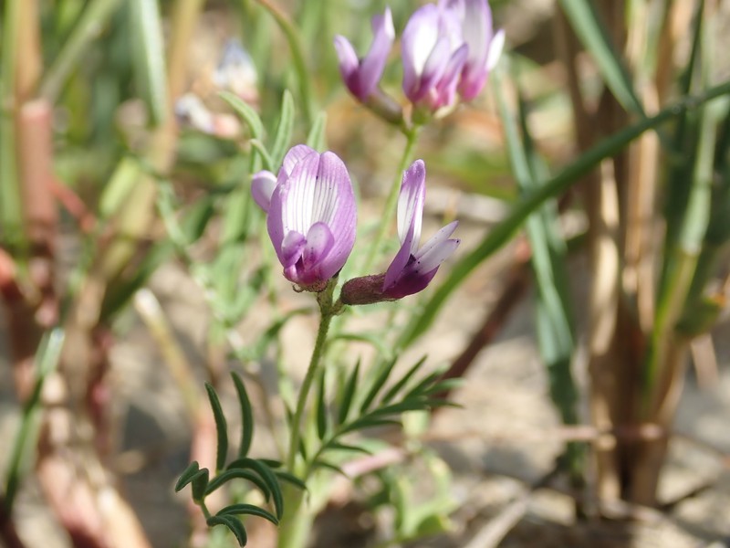 Alkali Milkvetch