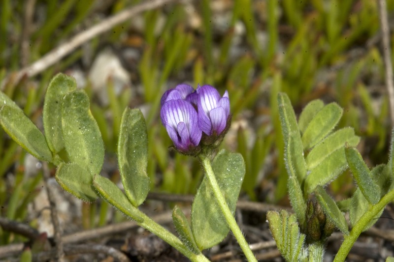 Alkali Milkvetch photo 2