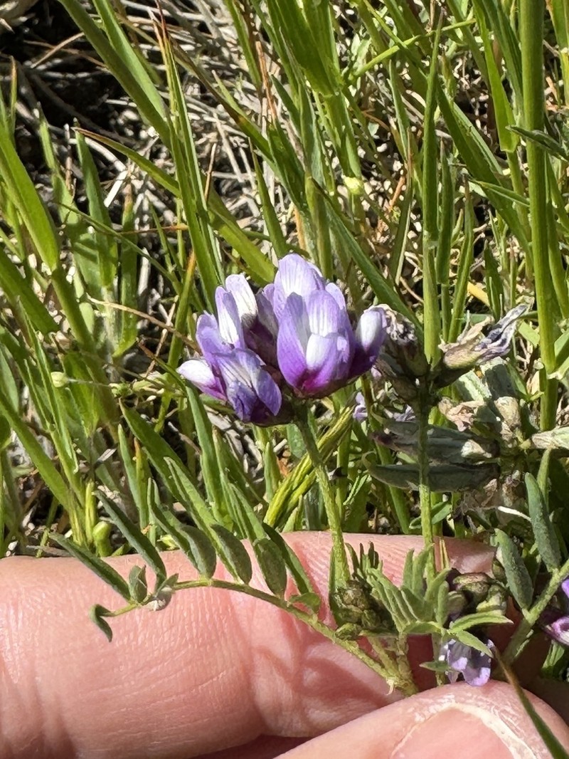 Alkali Milkvetch photo 3