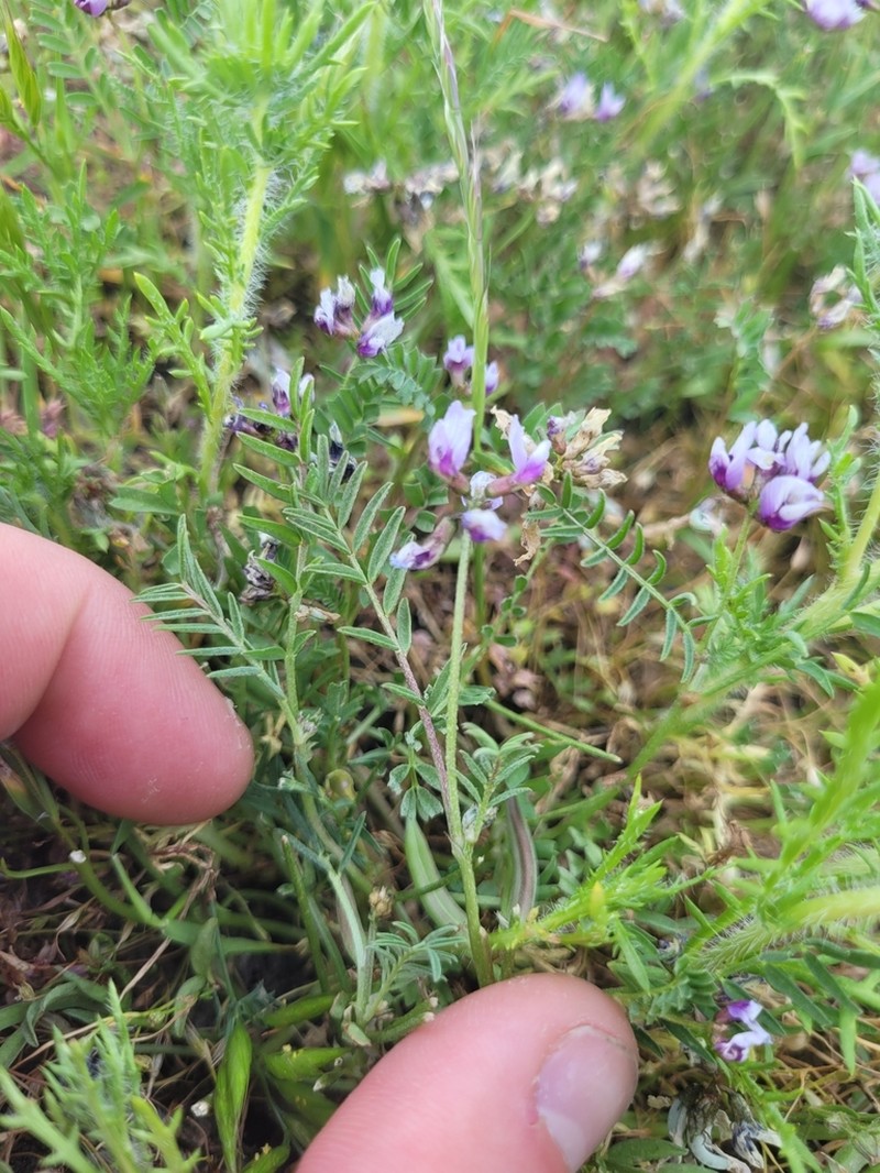 Alkali Milkvetch photo 4