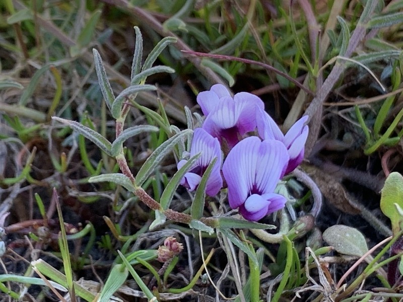 Alkali Milkvetch photo 5