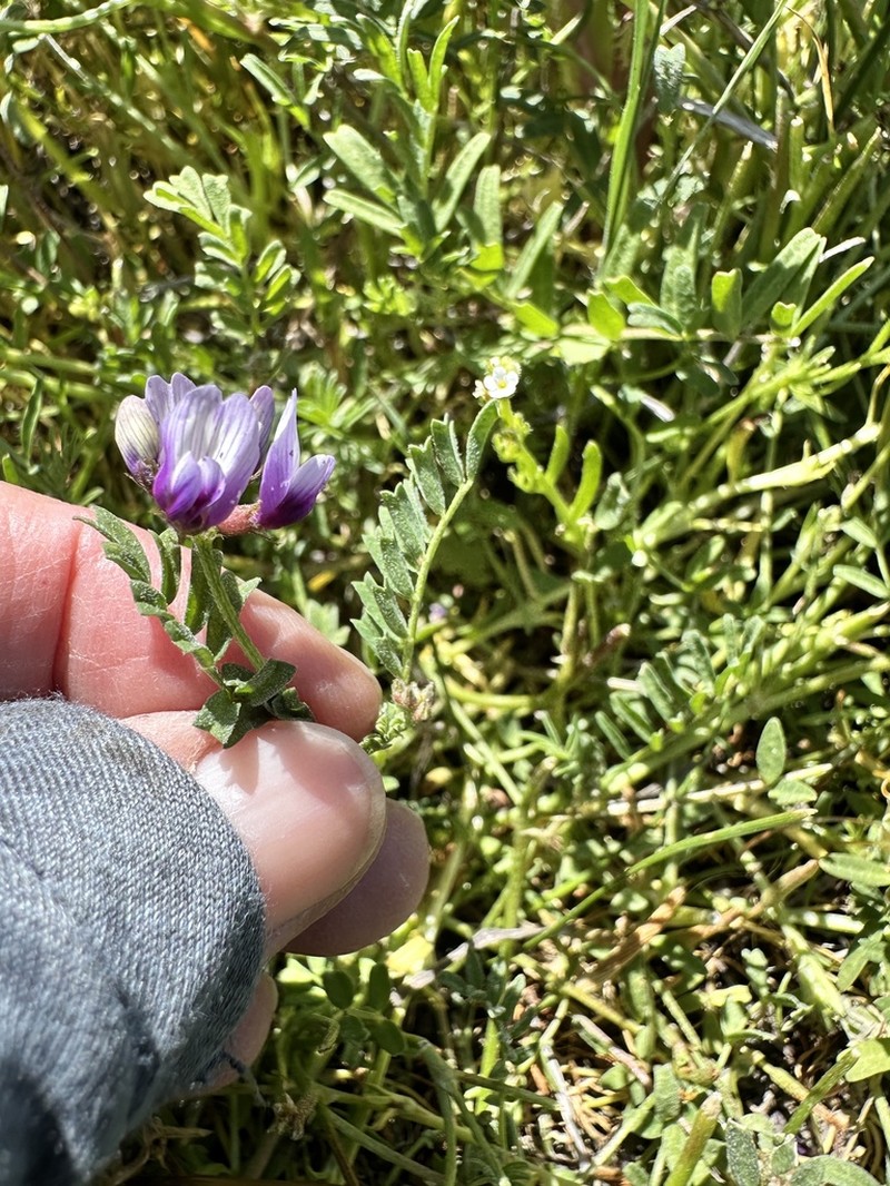 Alkali Milkvetch photo 6