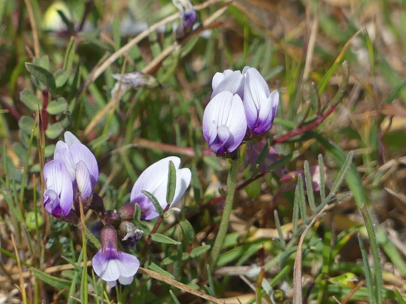 Alkali Milkvetch photo 7