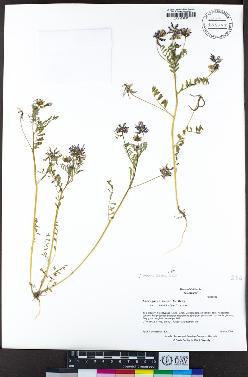 Astragalus tener var. ferrisiae photo 3