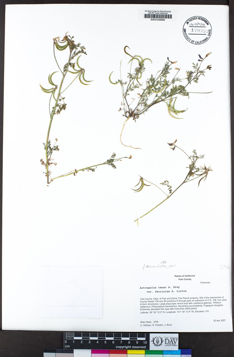 Astragalus tener var. ferrisiae photo 4