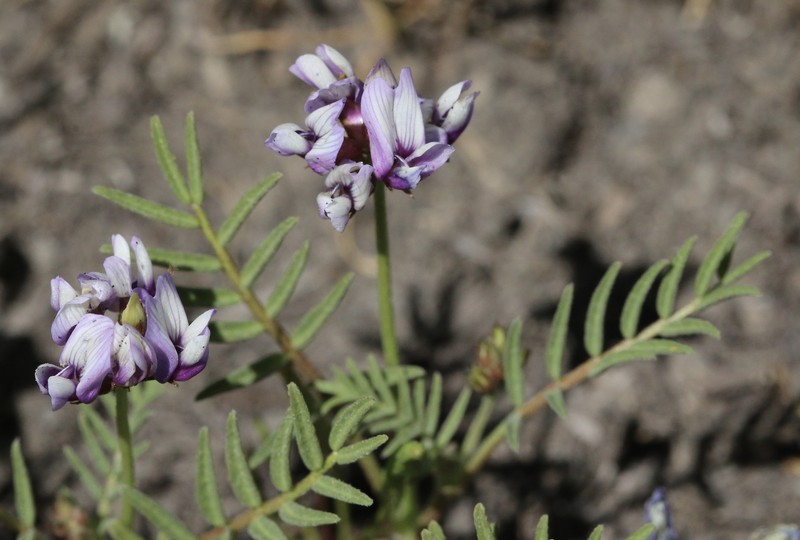 Astragalus tener var. ferrisiae