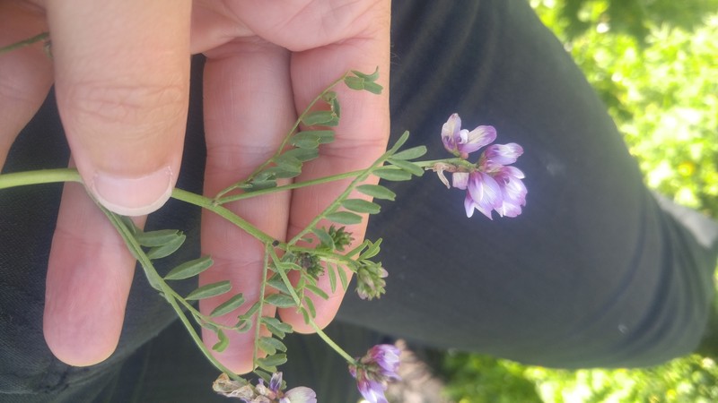 Astragalus tener var. ferrisiae photo 2
