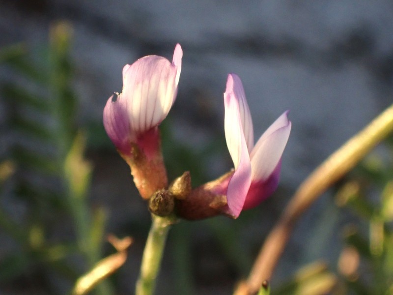 Astragalus tener var. tener