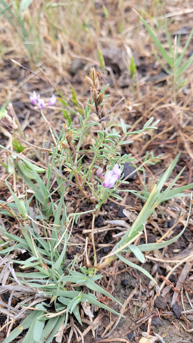 Astragalus tener var. tener photo 2