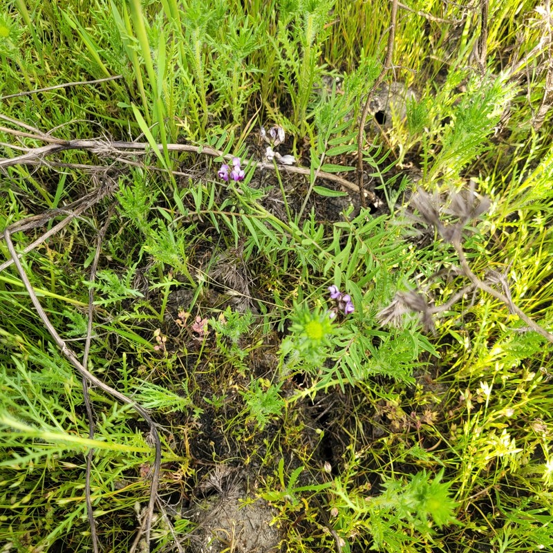Astragalus tener var. tener photo 3