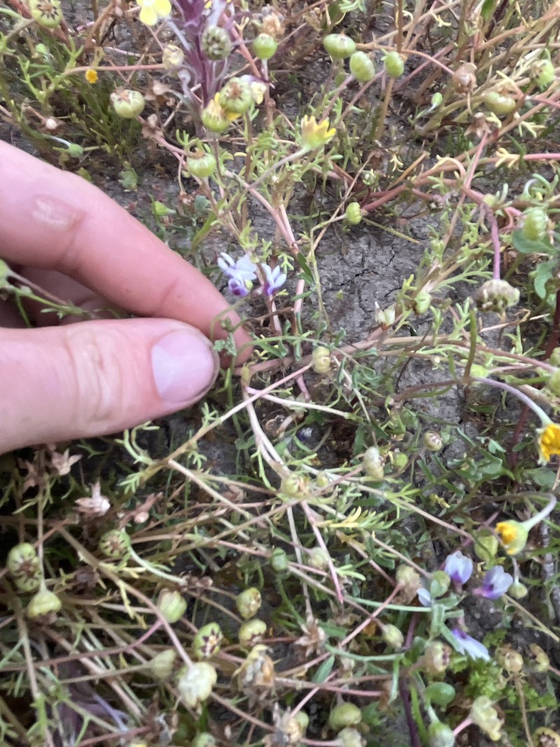 Astragalus tener var. tener photo 4