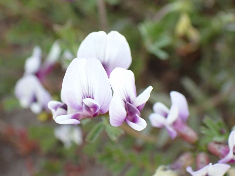 Astragalus tener var. tener photo 5