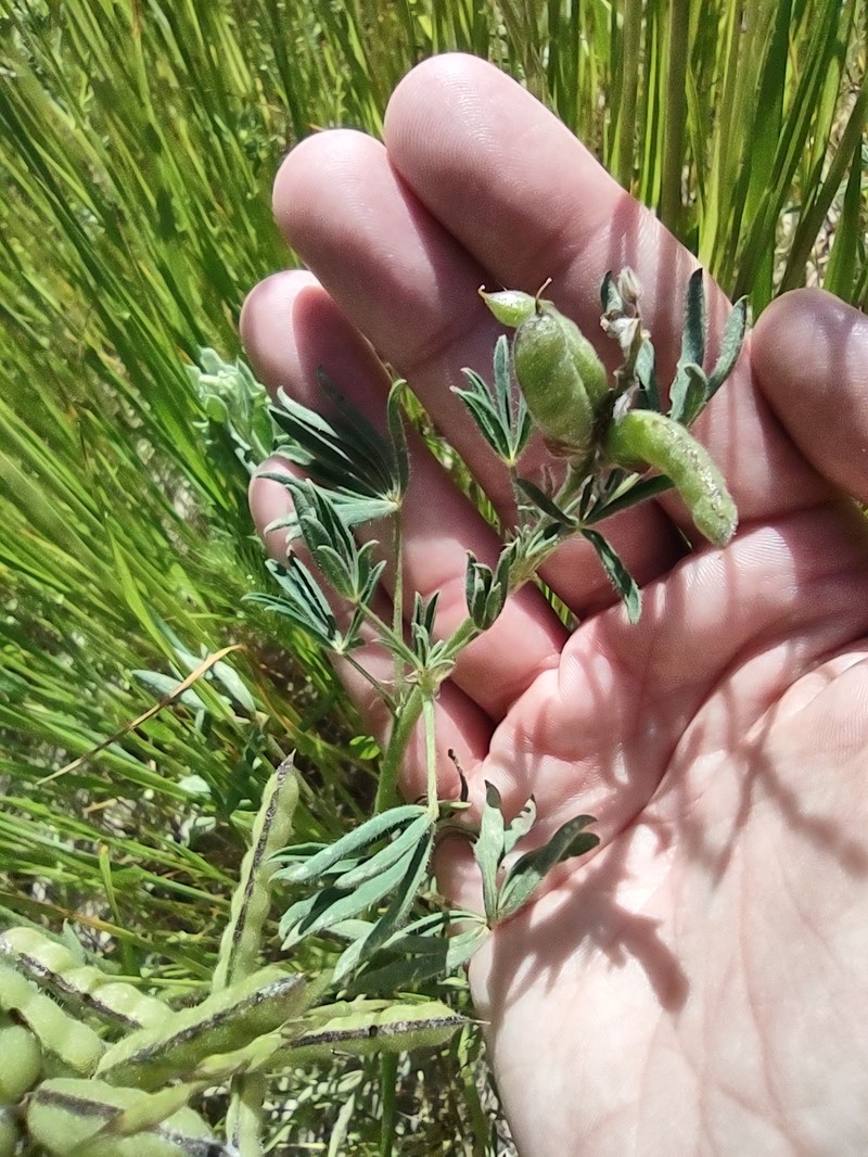 Astragalus tener var. tener photo 6