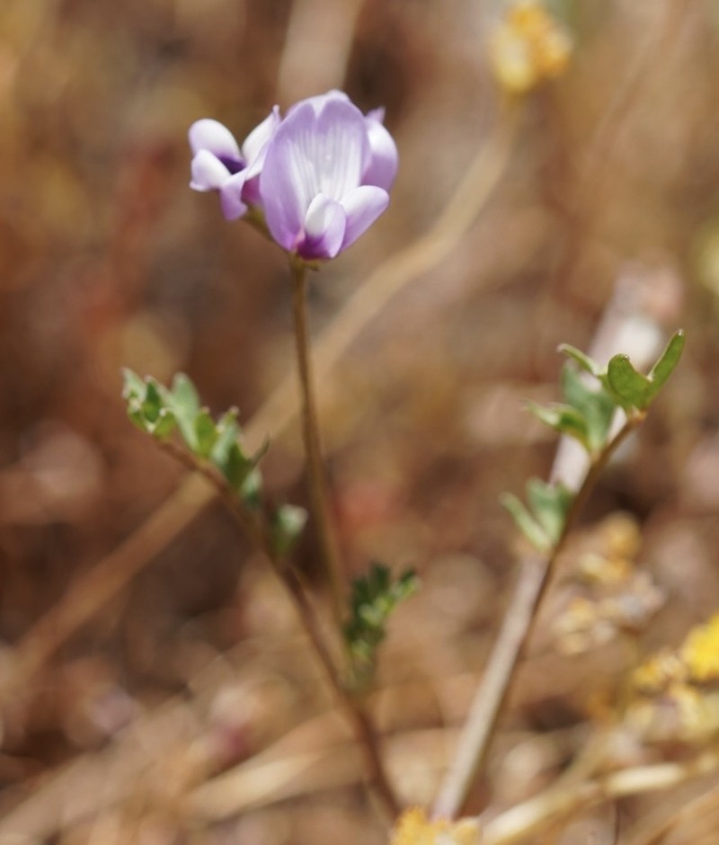 Astragalus tener var. tener photo 8