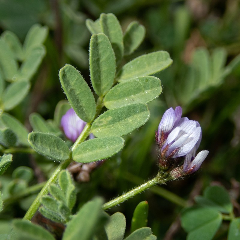 Astragalus tener var. titi photo 2