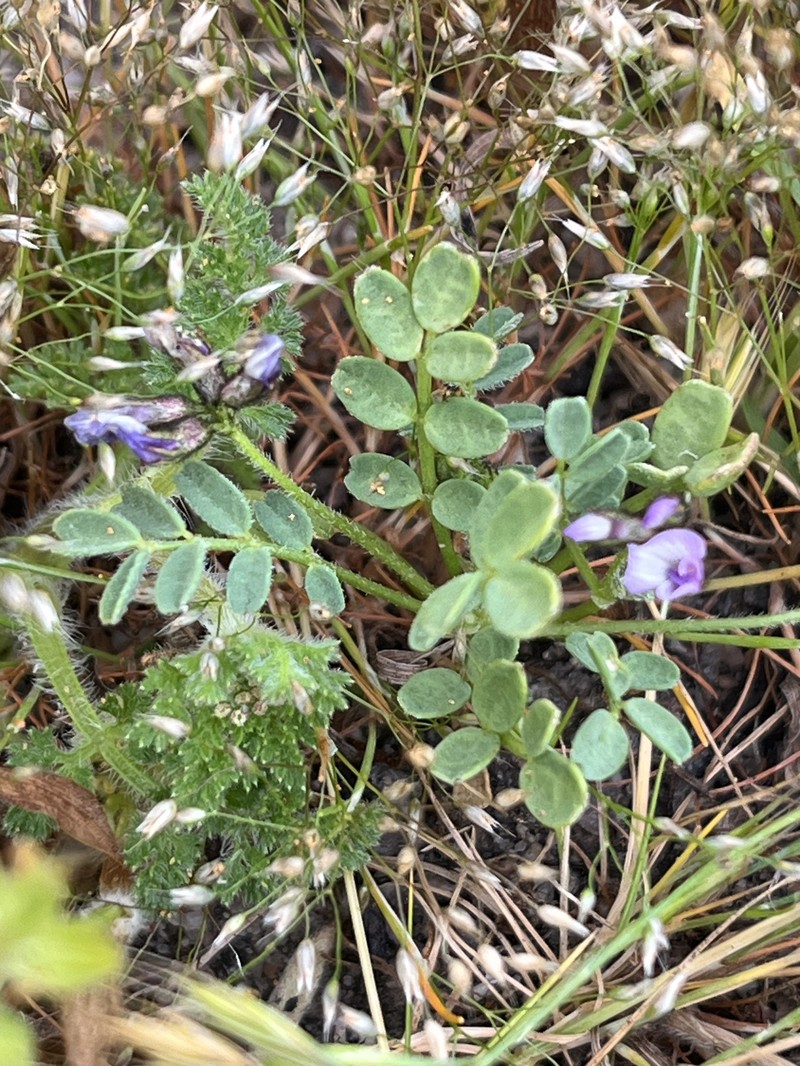 Astragalus tener var. titi photo 3