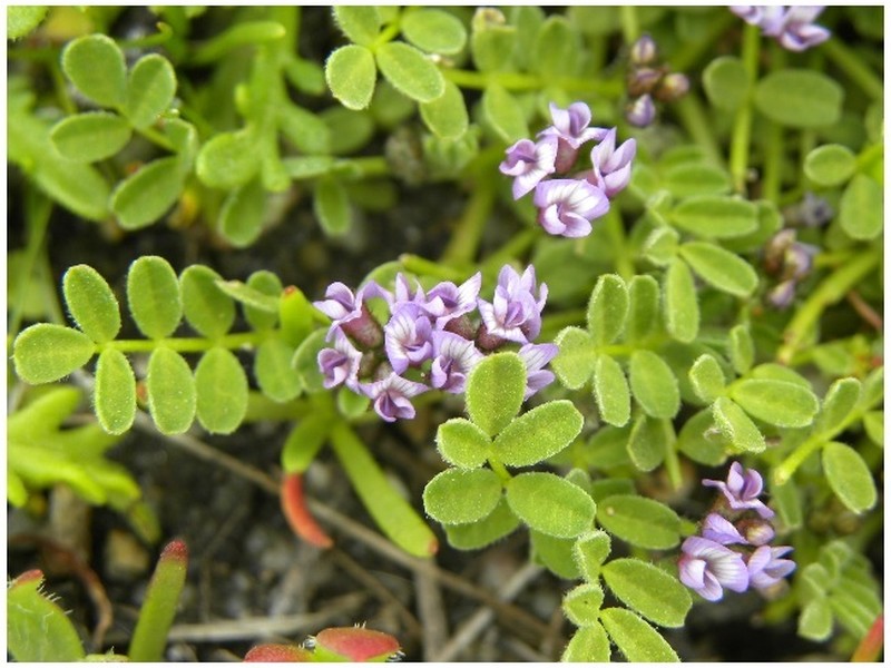 Astragalus tener var. titi photo 4