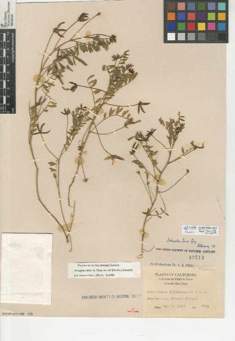 Astragalus tener var. titi photo 5