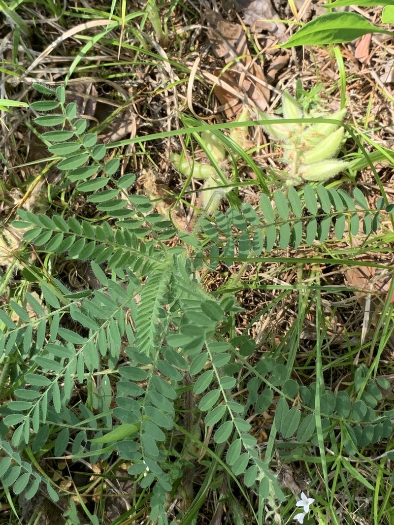 Tennessee Milkvetch photo 3