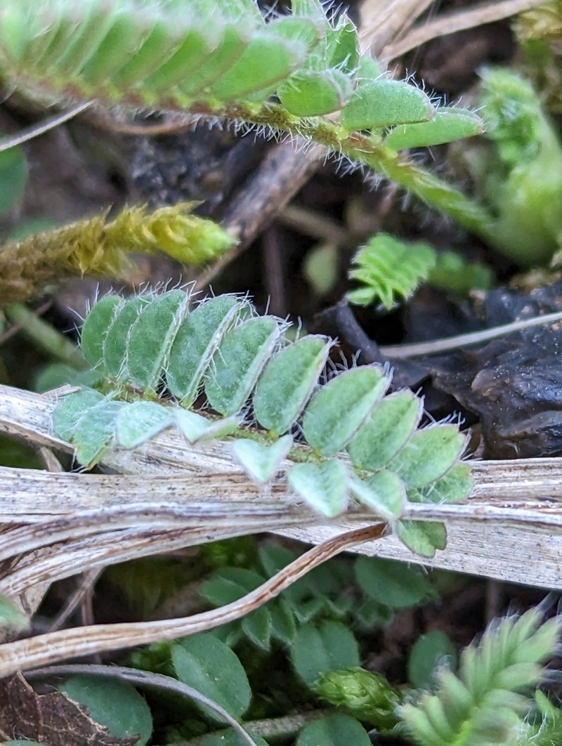 Tennessee Milkvetch photo 4