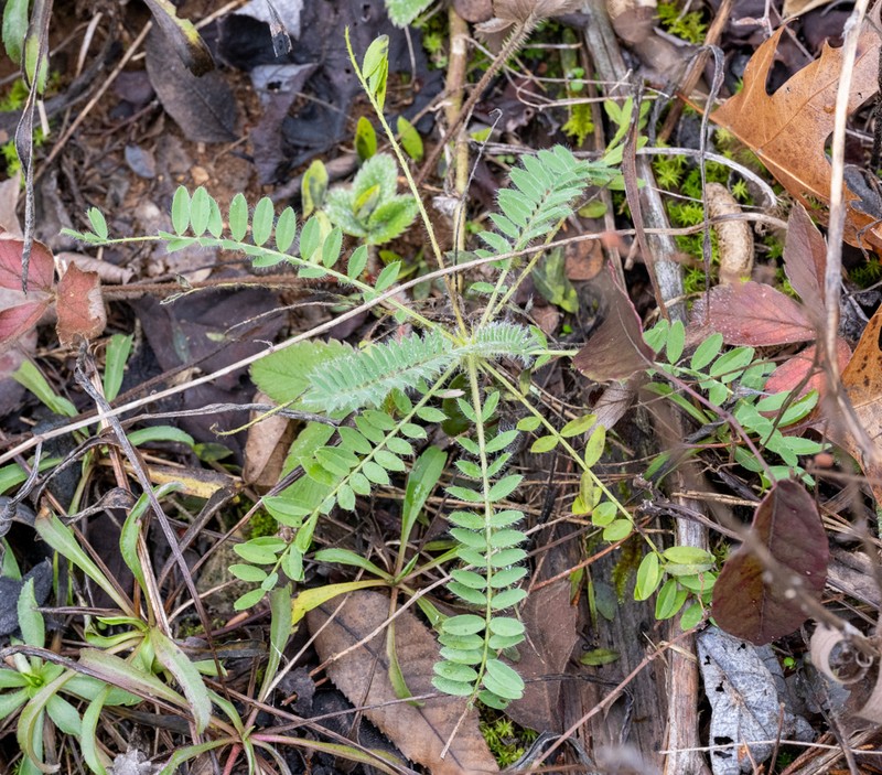 Tennessee Milkvetch photo 5