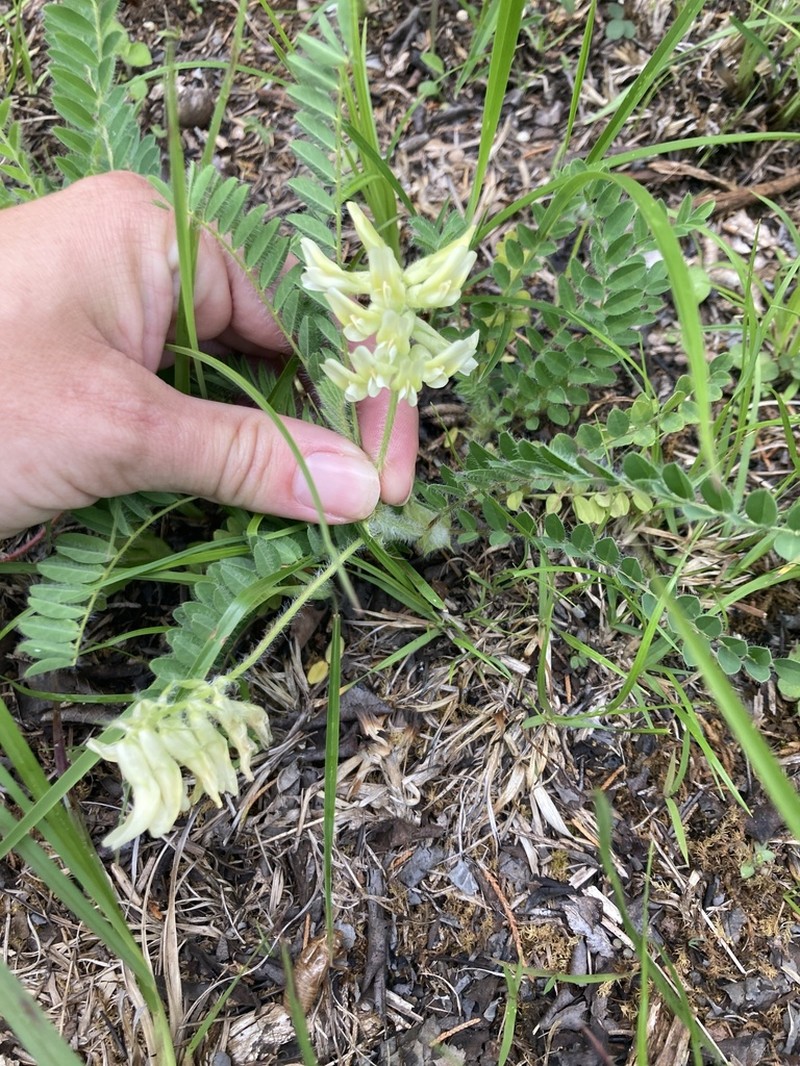Tennessee Milkvetch photo 6