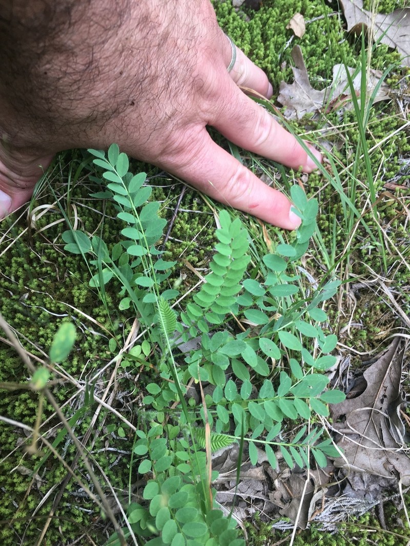 Tennessee Milkvetch photo 7