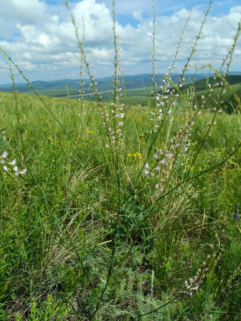 Astragalus tenuis