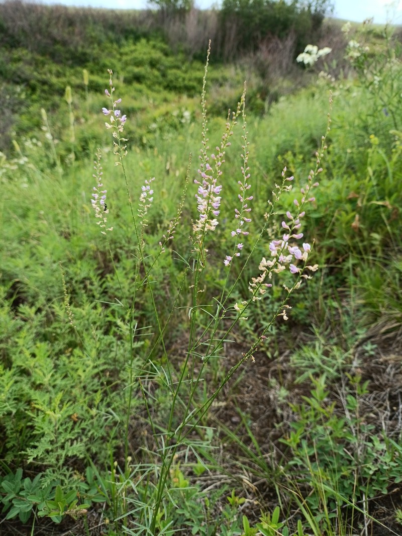 Astragalus tenuis photo 2