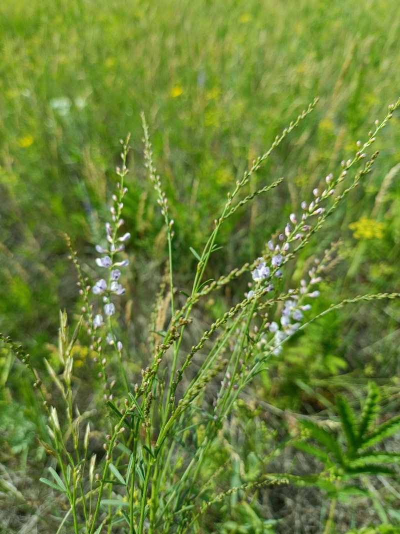 Astragalus tenuis photo 3