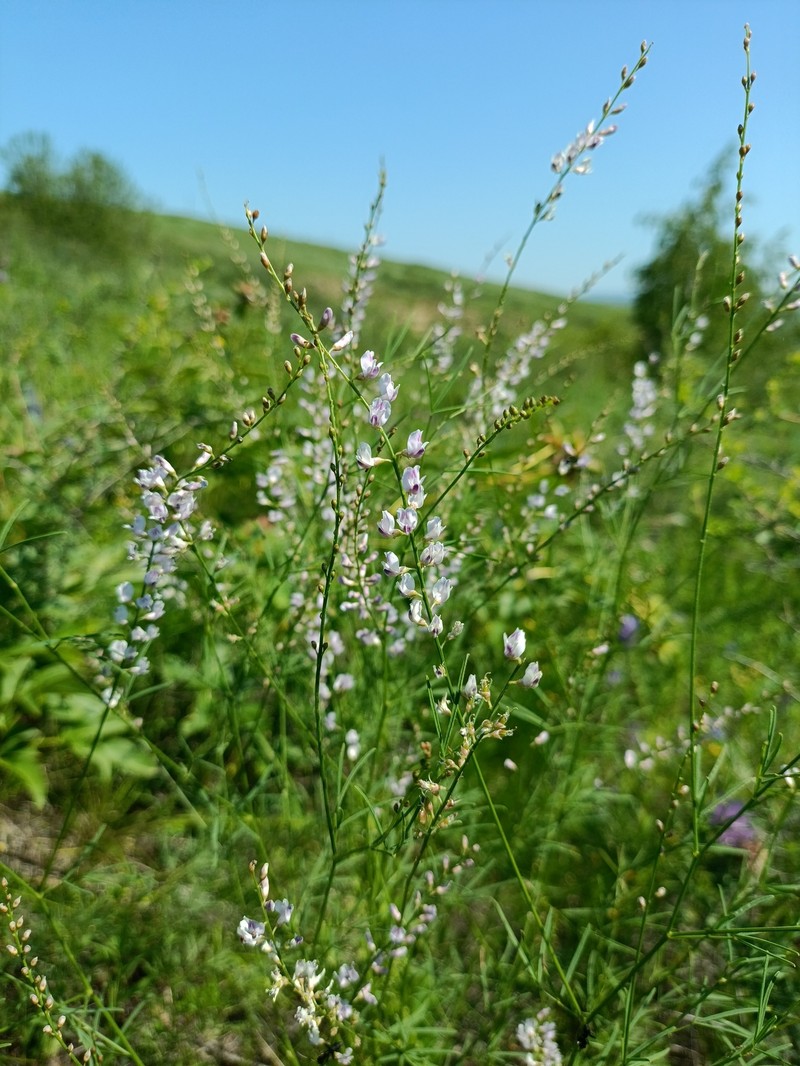 Astragalus tenuis photo 4