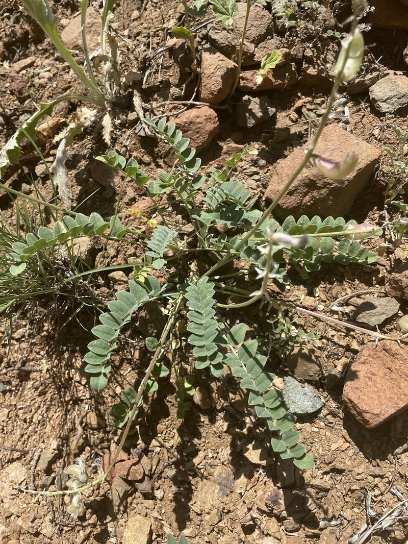 Ashen Milkvetch
