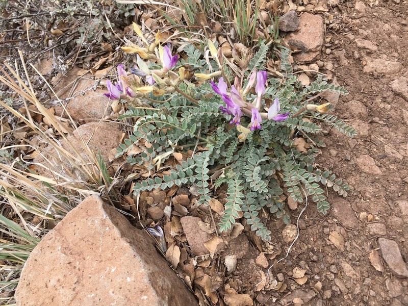 Ashen Milkvetch photo 2