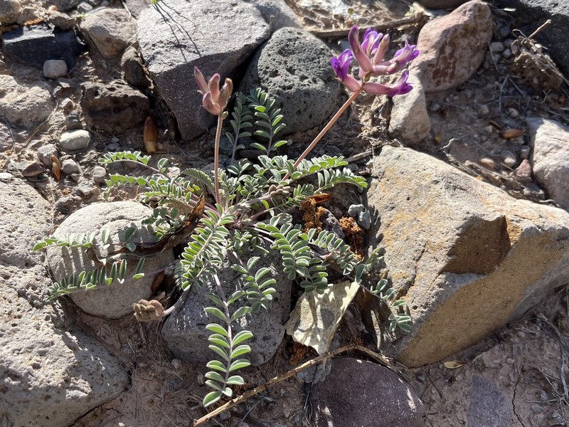 Ashen Milkvetch photo 3