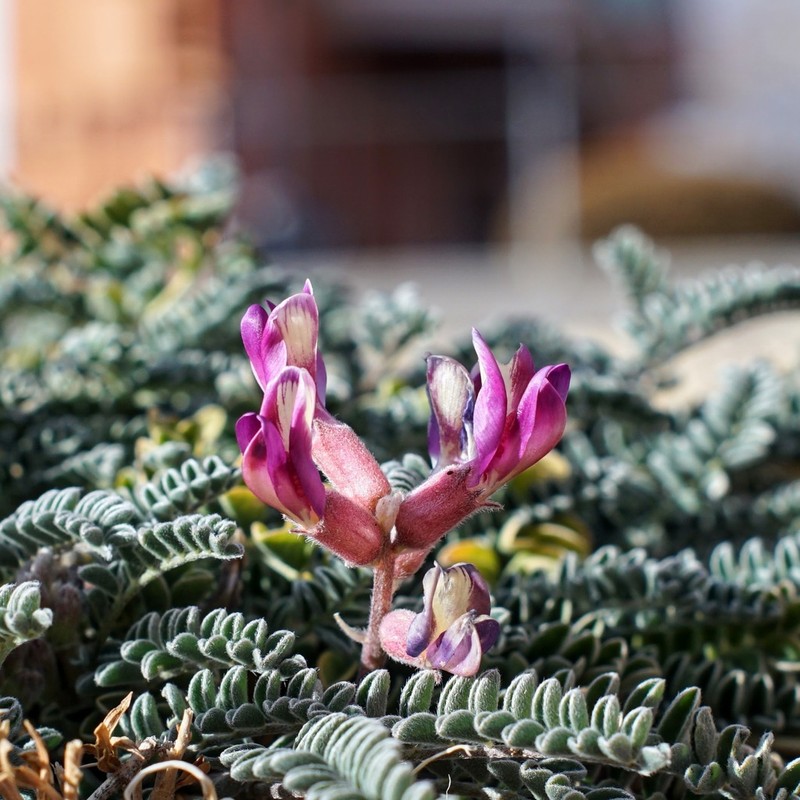 Ashen Milkvetch photo 4
